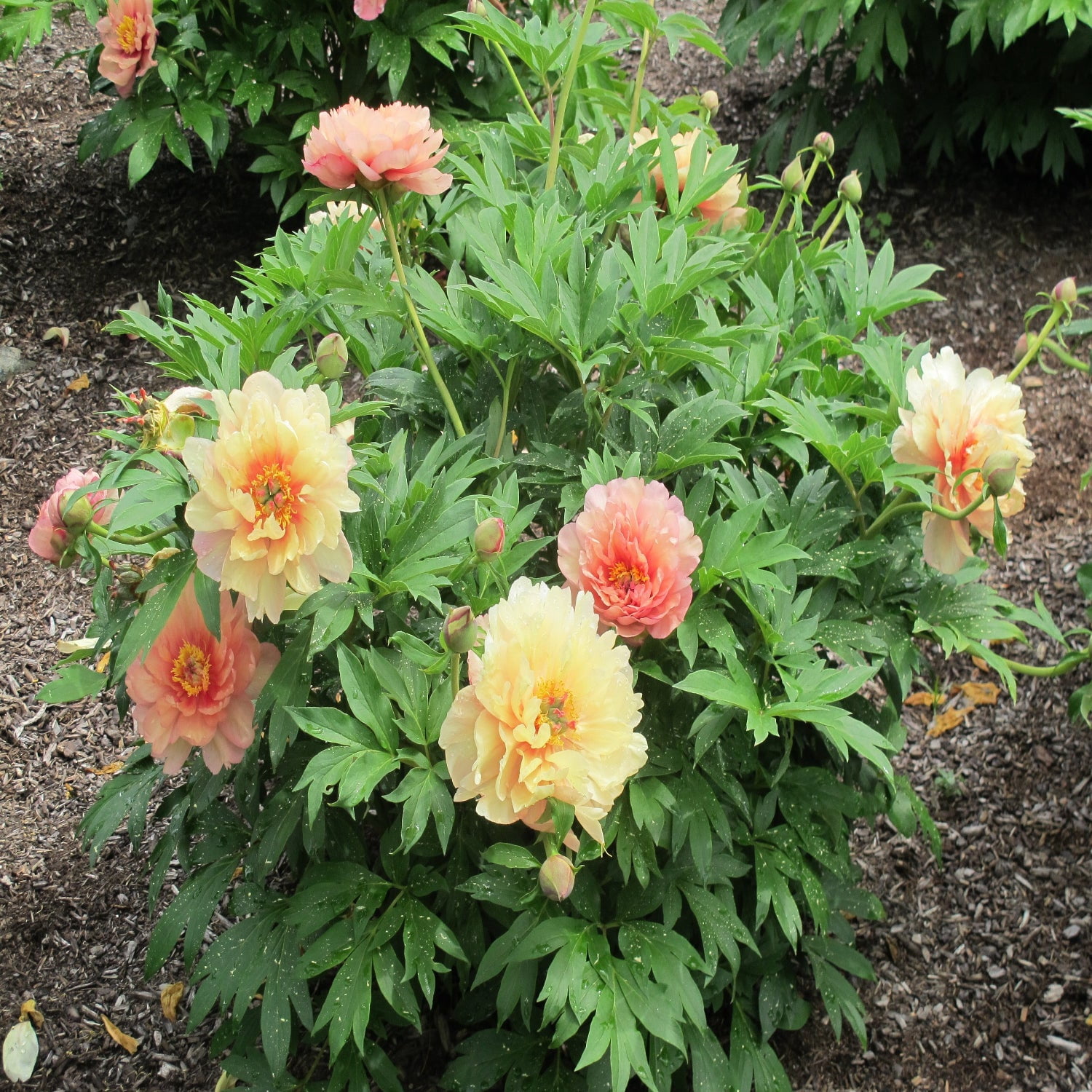 Expert Gardener 12-18" Peony Summer Sunset™ Live Tree in 1 gal. Grower Pot