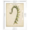 thumbnail image 5 of Art.com Fiddlehead Ferns IV Art Print by Jennifer Goldberger, White Frame Wall Art, 17" x 21", 5 of 5