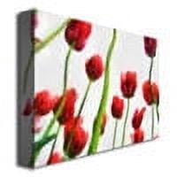 Trademark Global Michelle Calkins "Red Tulips from Bottom Up III" Canvas Art 35" x 47"
