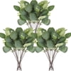 Eucalyptus Stems-A