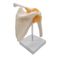 thumbnail image 4 of Modelo de articulación de hombro con ligamentos Características Clavícula, húmero y escápula para demostración anatómica Escuela Estudio Enseña Baoblaze Modelos de articulación del hombro, 4 of 8