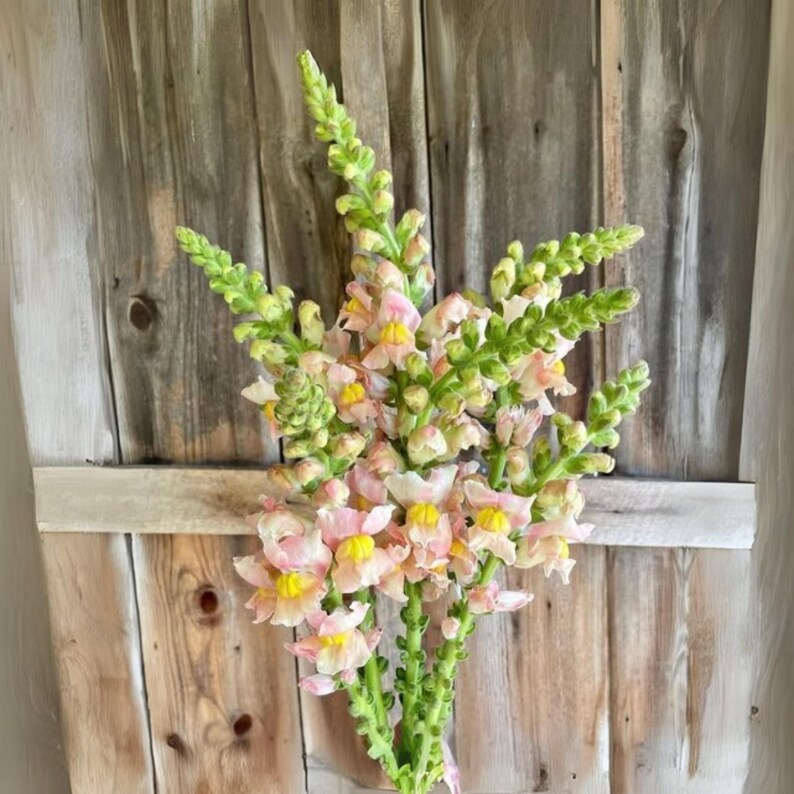 30 Seeds Costa Apricot Snapdragon Cold Attracts Pollinators Cottage Border Garden Antirrhinum Majus