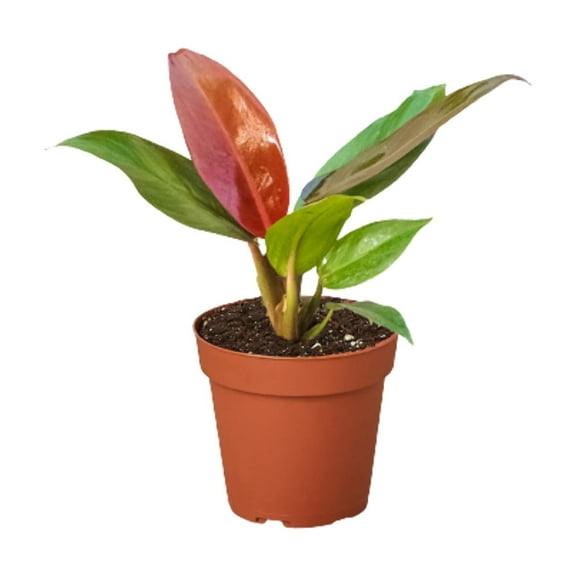 Philodendron 'Sun Red', 4" Pot, Indoor Houseplant, Easy Care, Live Plant for Indoor & Outdoor