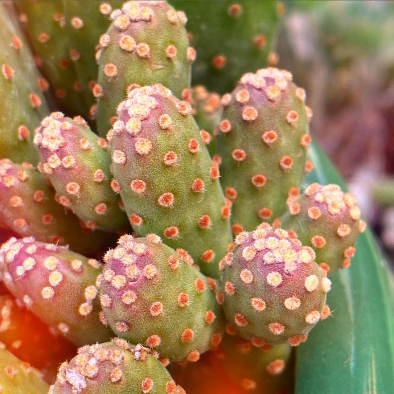 Mini Cinnamon Cactus, Opuntia Rufida Minima, Rare Cactus, Small Succulent,  Live Plant in 2 Inches Tall in Pot - Walmart.com