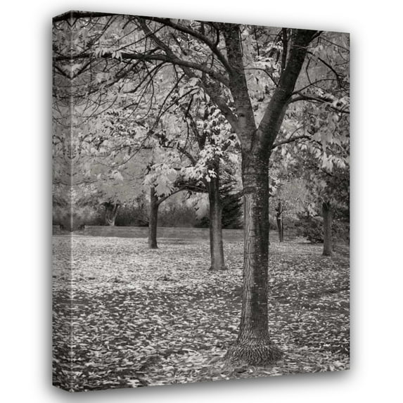 Vitaly Geyman 14x18 Gallery Wrapped Canvas Wall Art Titled - Fall Tree Grove I BandW