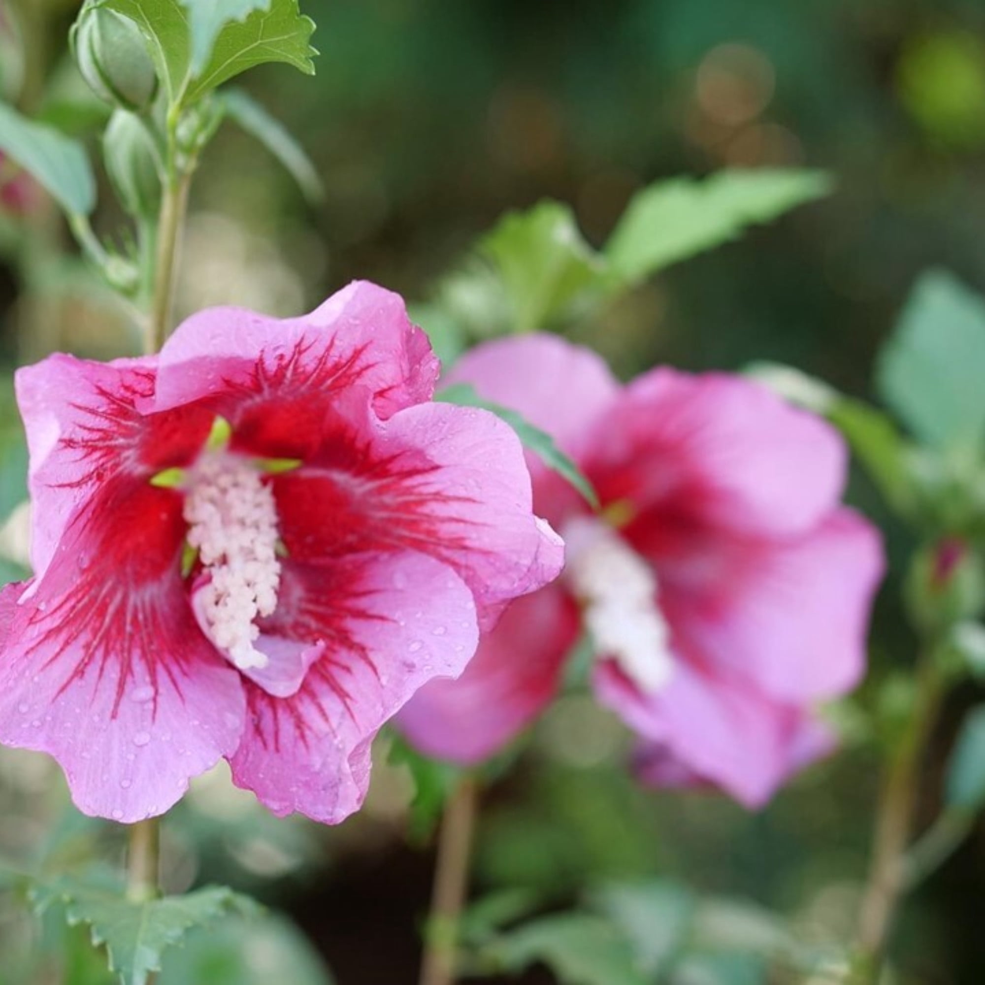 Proven Winners ColorChoice 5" Pink Red Pillar Rose of Sharon Live Plant in 4.5" Pot (4 Count)
