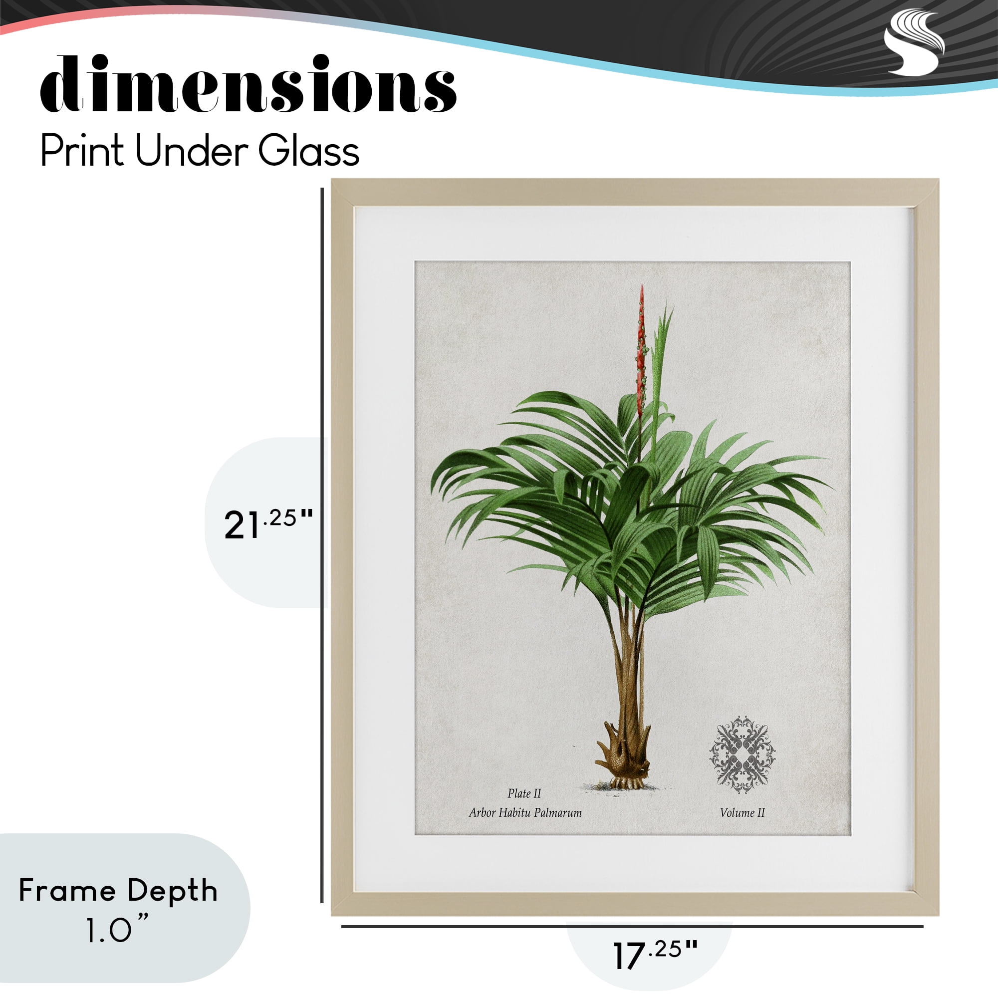 Stupell Industries Natural Palm Variety Study Birch Framed Print Under Glass, design by Val Rhodes