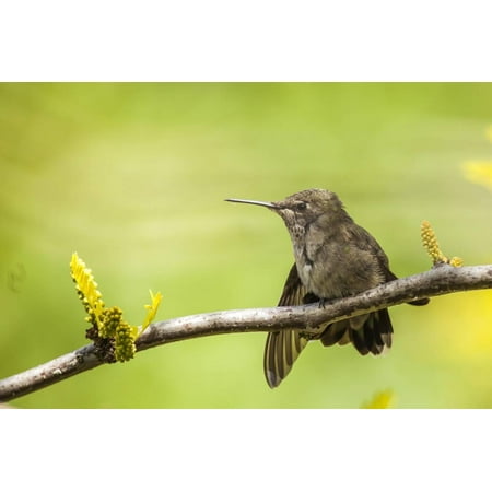 Annas Hummingbird Perched on the Branch of a Honey Locust Tree Print Wall Art By Michael