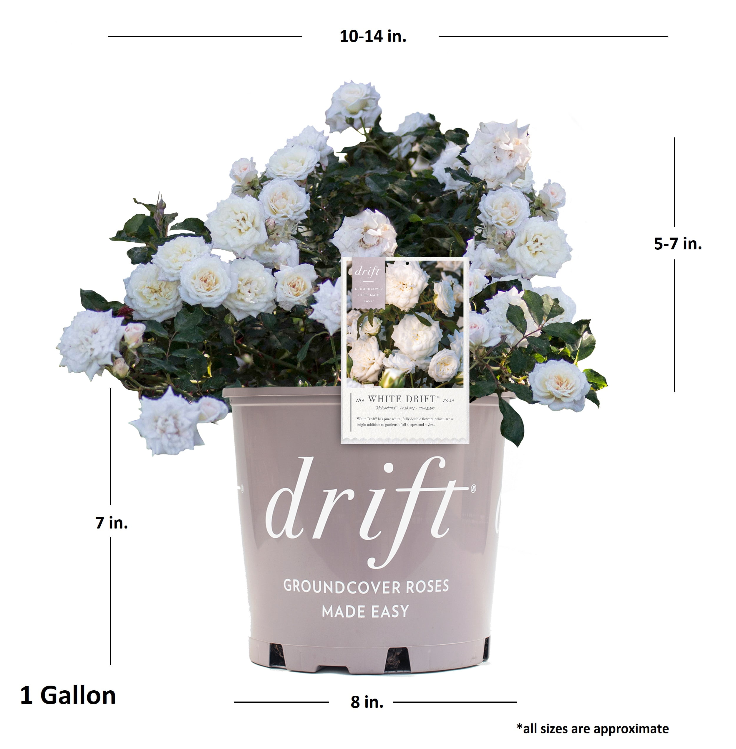 White Drift Rose (1 Gallon) Low-Growing Groundcover Deciduous Flowering Shrub - Full Sun Live Outdoor Plant