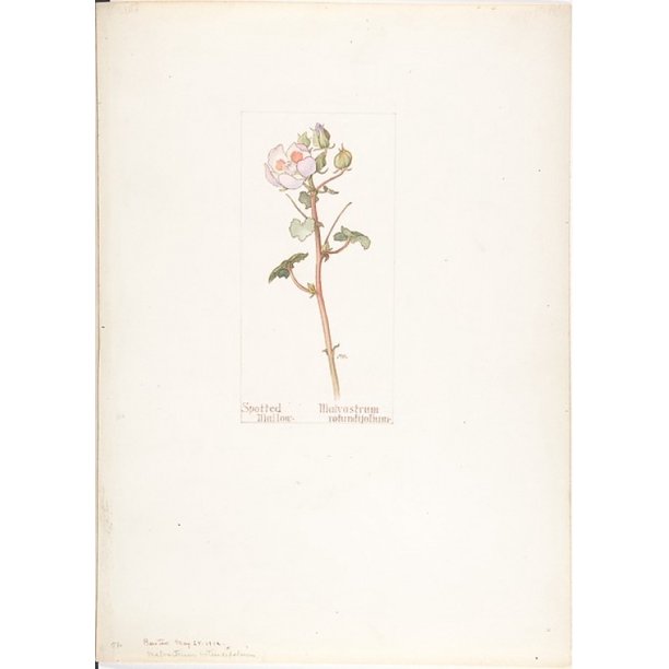 Spotted Mallow Malvastrum Rotundifolium Poster Print By Margaret Neilson Armstrong American New York 1867 1944 New York 18 X 24 Walmart Com Walmart Com
