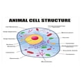 thumbnail image 4 of Science Ceramic Toothbrush Holder, Microbiology Theme Animal Cell Structure Genetic Research Study Science, Decorative Versatile Countertop for Bathroom, 4.5" X 2.7", Multicolor, 4 of 4