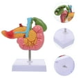 thumbnail image 3 of Modèle de Pyjama Humain Duodénal pour Vadrouille Modèle Pathologique Instrument d'Enseignement, 3 of 9