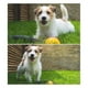 thumbnail image 3 of Pelota de juguete interactiva para perros y gatos | Plástico rodante motorizado | Estimula los sentidos | Reduce el aburrimiento y la ansiedad | Color aleatorio | Bola de 9cm | Juguete de 22cm | 1, 3 of 6