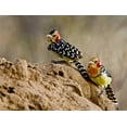 thumbnail image 2 of Williams, Joanne 18x15 Gold Ornate Wood Framed with Double Matting Museum Art Print Titled - Kenya Red-and-yellow barbet birds on dirt, 2 of 4