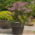 thumbnail image 4 of Brighter Blooms - Proven Winners® Bloomerang® Lilac Shrub, 1 gal - No Shipping to AK, AZ, HI, 4 of 5