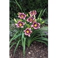 thumbnail image 2 of Simmons Overture "Daylily 500" Perennial - Hemerocallis - 4" Pot, 2 of 2