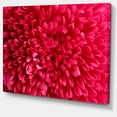 thumbnail image 2 of Pink Aster Flower Petals Close up - Large Floral Canvas Artwork, 2 of 4