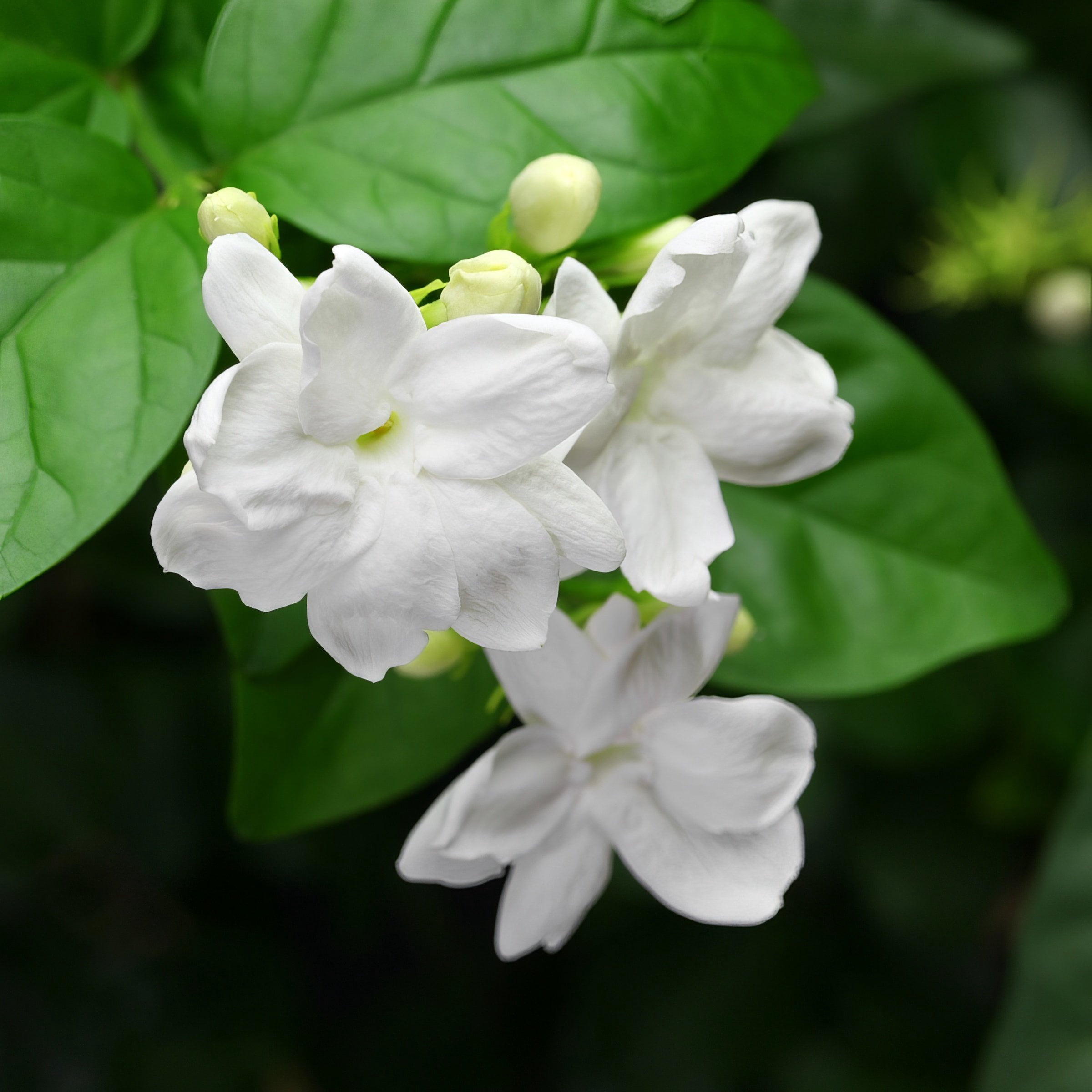 National Plant Network 4 in. Sambac Jasmine (3-Pack)