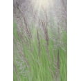 thumbnail image 2 of Jaynes Gallery 13x18 Gold Ornate Wood Framed with Double Matting Museum Art Print Titled - Alaska-Juneau Sunlit grass in meadow, 2 of 4