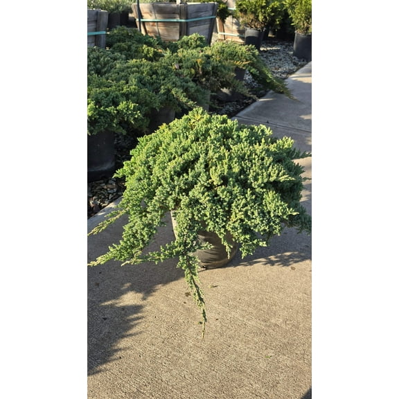 Juniperus Procumbens 'Nana 5 gallon pot - Get similar