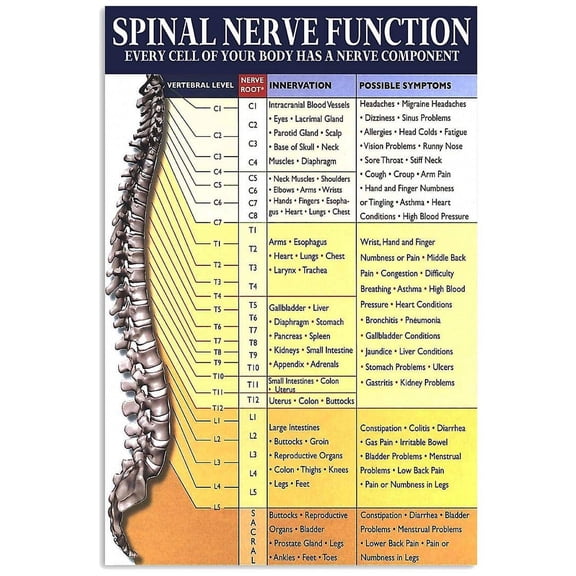 Hospital Wall Spinal Nerve Function Metal Sign Size: 12 x 8 Inch