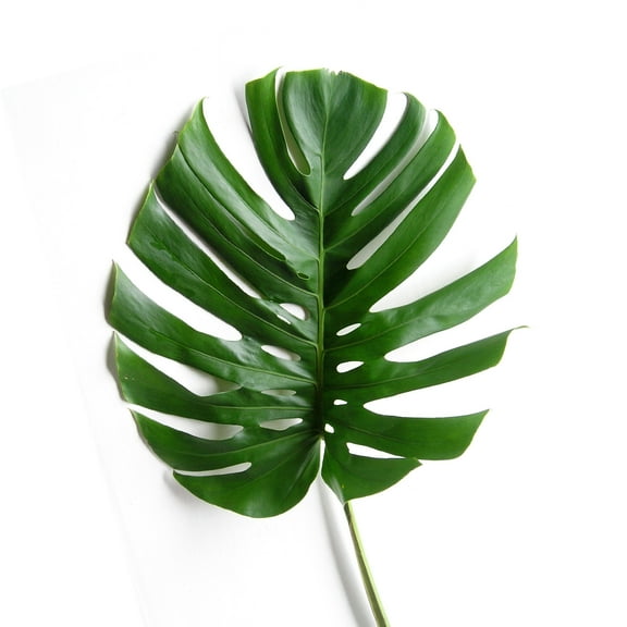 Monstera Deliciosa Small - Farm Direct Fresh Cut Flowers - 80 Stems