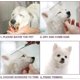 thumbnail image 5 of Dog Grooming Scissors Kit With Safety Round Tip, Stainless Steel Professional Dog Grooming Scissors Set For Long And Short Hair Of Dog Cat Pets, 5 of 5