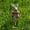 Rabbit, variant on Resin Garden Figurine Stake, Outdoor Whimsical Animal Statue with Shovel Base, Weatherproof Yard Ornament for Lawns, Flower Beds and Pots, 6.5 Inch
