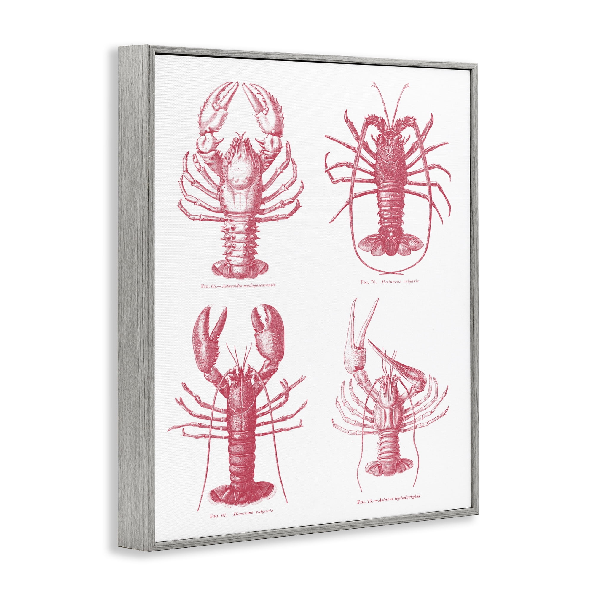 Timeless Lobsters Species Gray Framed Giclee Art, design by Lettered and Lined