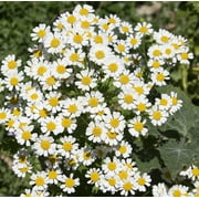 Earthcare Seeds - Pyrethrum Daisy 50 Seeds (Tanacetum/Chrysanthemum Cinerariifolium) Heirloom - Open Pollinated
