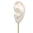 thumbnail image 4 of Earring Display Stand Human Ear Model Stud Display Photography Holder Showcase Jewelry Organizer Left Ear White, 4 of 9