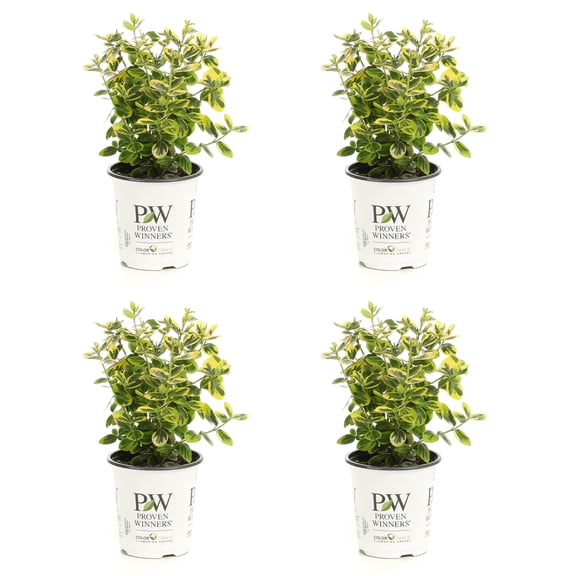 Proven Winners ColorChoice 5" Multicolor Gold Splash Wintercreeper Live Plant in 4.5" Pot (4 Count)