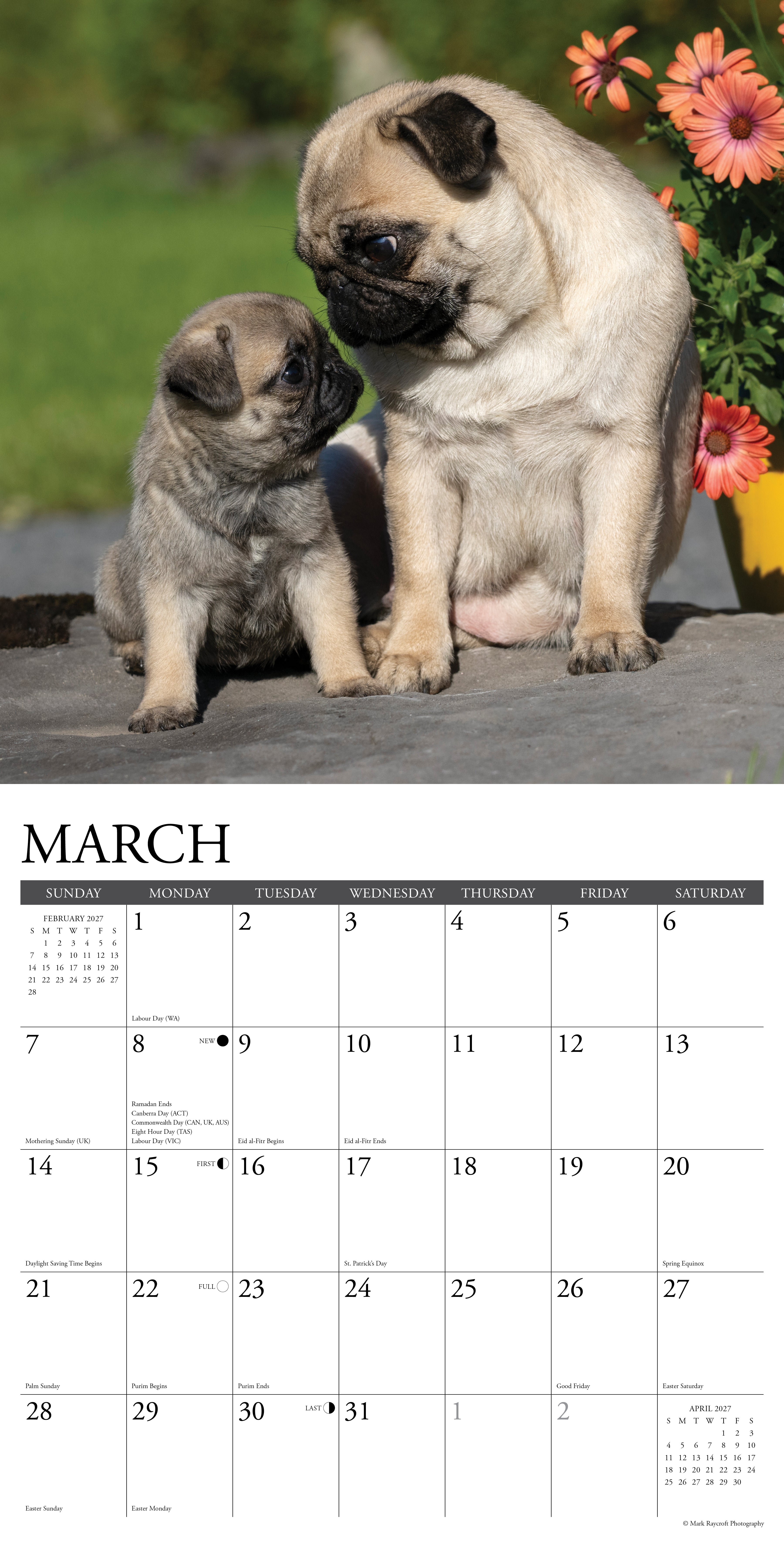 Willow Creek Press, Pugs 2027 Wall Calendar