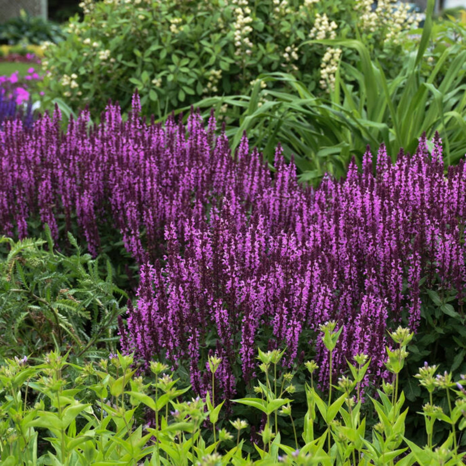 Proven Winners 6" 'Pink Profusion' Perennial Salvia Live Plant in 7.5" Pot