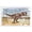 Tyrannosaurus Rex Nature Landscape Words, variant on Stupell Industries Eclectic Stegosaurus In Nature Canvas Art, 20 x 16, by Raquel Maciel