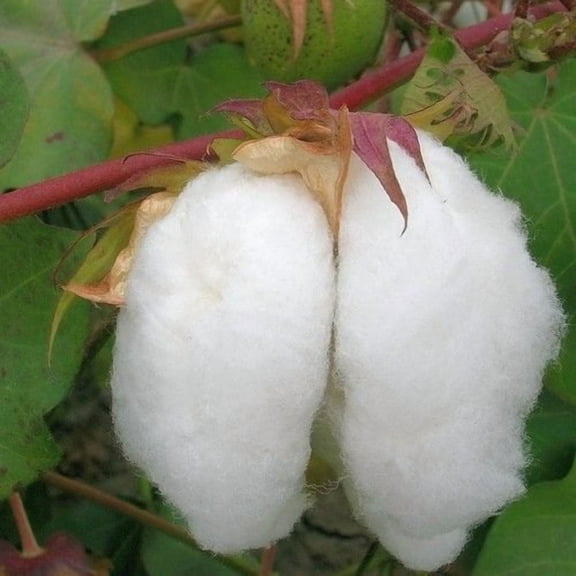 Egyptian Cotton Plant Seeds (Gossypium barbadense) 20 Seeds