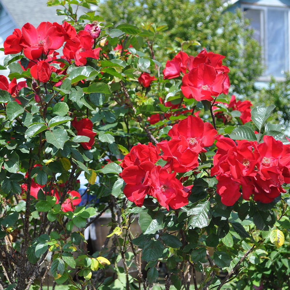 Robusta Rugosa Rose by Heirloom Roses - Live Red Rose Bush
