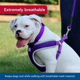 thumbnail image 3 of Arnés para perros Coastal Comfort, suave y reflectante, ajustable, 2,5 x 71 — 91 cm, 3 of 7