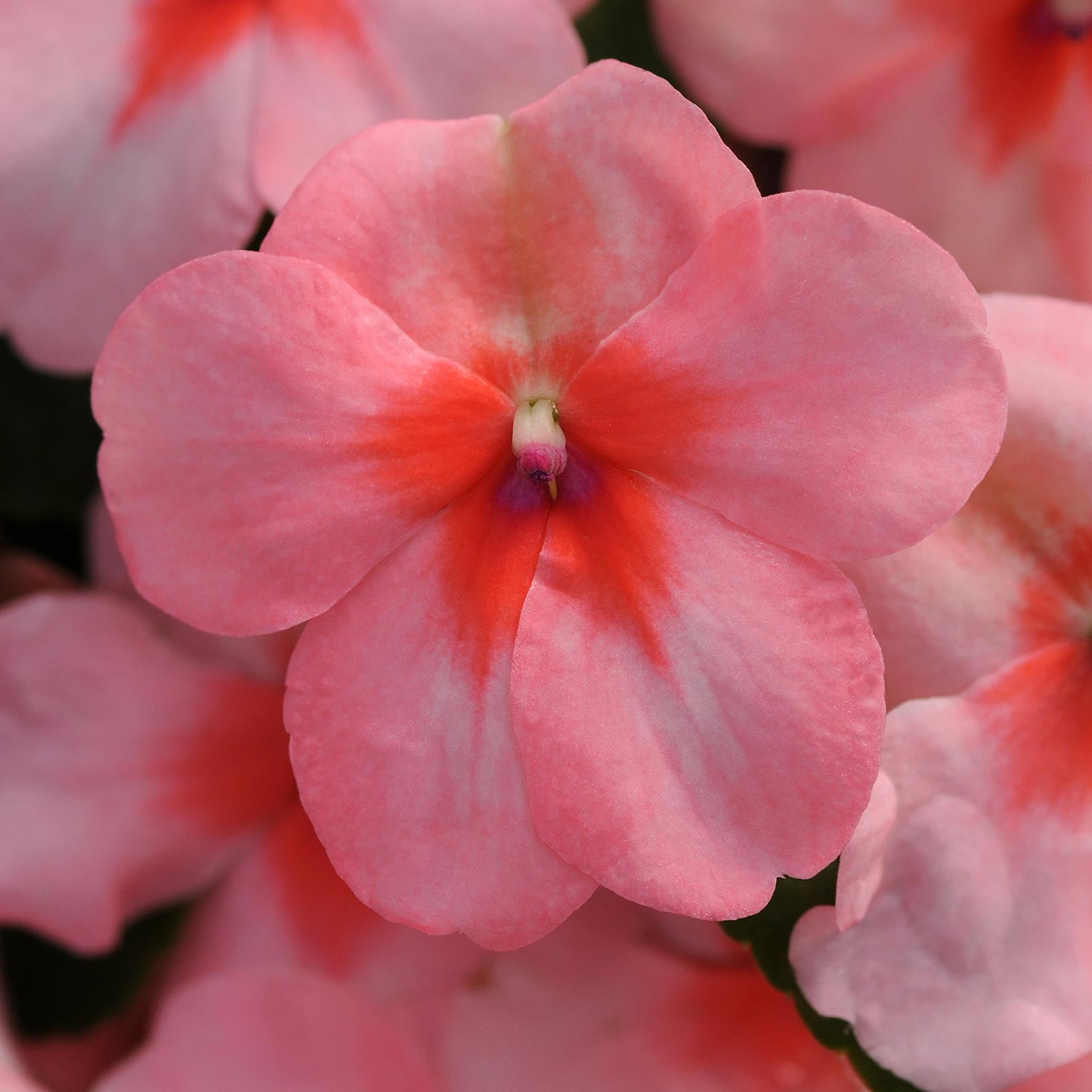 Impatiens Flower Garden Seeds F1 Dazzler Series Coral 500 Seeds