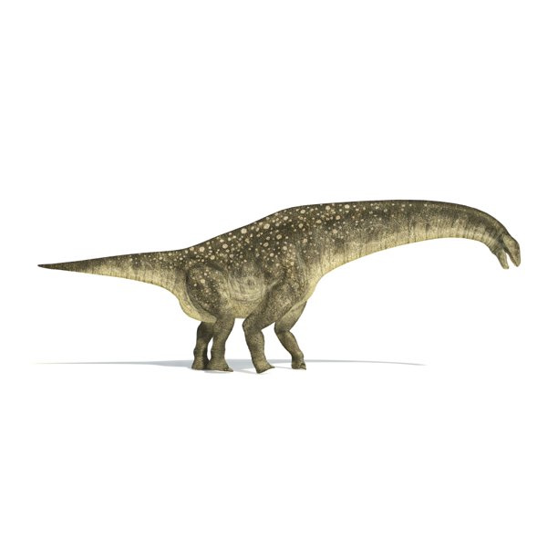 Titanosaurus Dinosaur On White Background With Drop Shadow Poster Print 40 X 20 Com Drop Shadow Poster Print, Zt2 Round Table Zoos And Aquariums