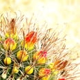 thumbnail image 2 of Tenoever, William 26x26 Gold Ornate Wood Framed with Double Matting Museum Art Print Titled - Gold Type: Barrel Cactus 1b, 2 of 4