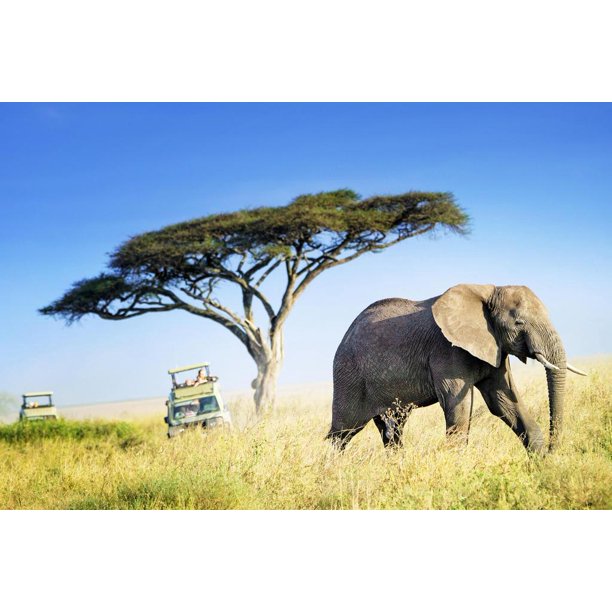 Large African Elephant Against Acacia Tree African Elephant Wall Art