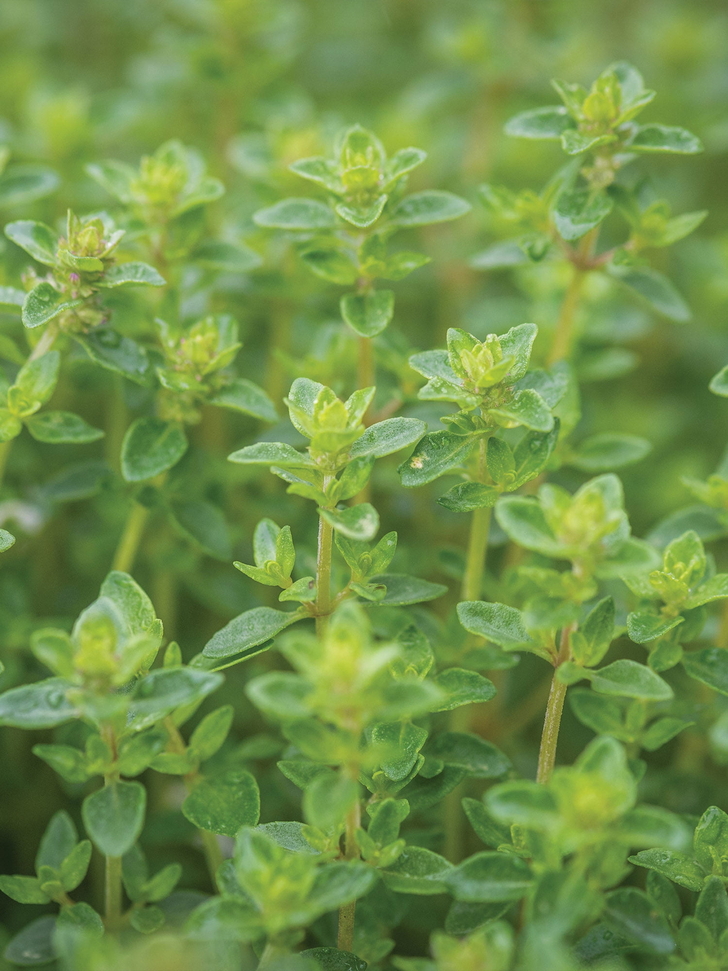 Burpee  Thyme Herb Seed, Annual Lifecycle, Full Sun