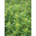 thumbnail image 4 of Burpee  Thyme Herb Seed, Annual Lifecycle, Full Sun, 4 of 6