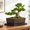 Classic Rectangle, variant on Elegant Rectangle Unglazed Ceramic Bonsai Planter with Drain Tray