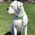 thumbnail image 3 of Vibrant Life Neoprene Cushioned Monochrome Leash for Medium & Large Dogs, Sage Green, 6 ft, 3 of 9