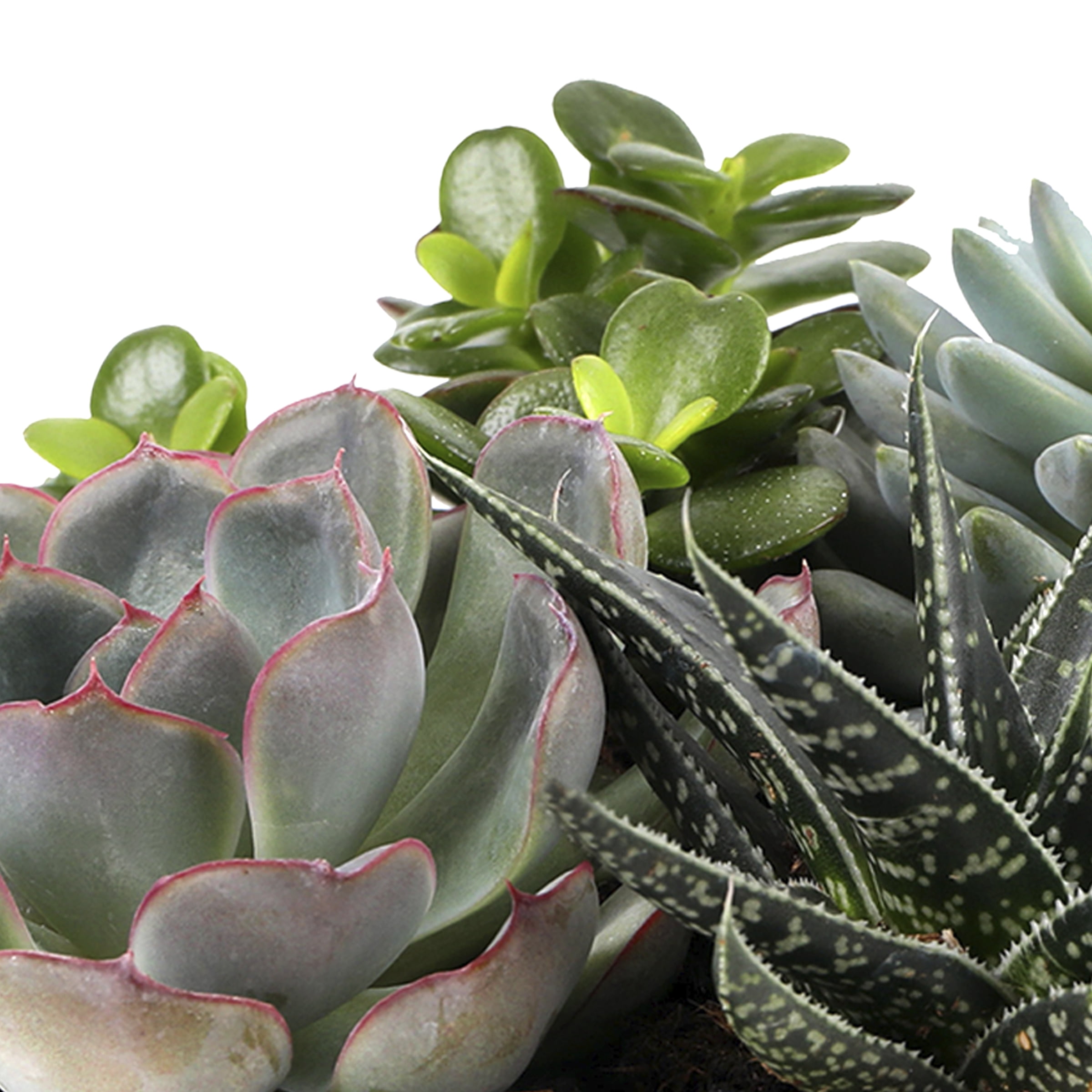 Green Circle Growers 6" Succulent Garden Live Plant Arrangement in Ceramic Planter – Mother’s Day Gift