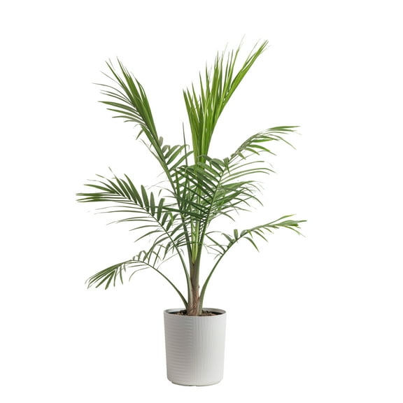 Costa Farms Plants with Benefits Live Plant Green Majesty Palm Plant in 10in Decor Pot