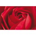 thumbnail image 1 of Brewster Home Fashions DM680 Cet Important Mur de la Rose - 45 Po, 1 of 1
