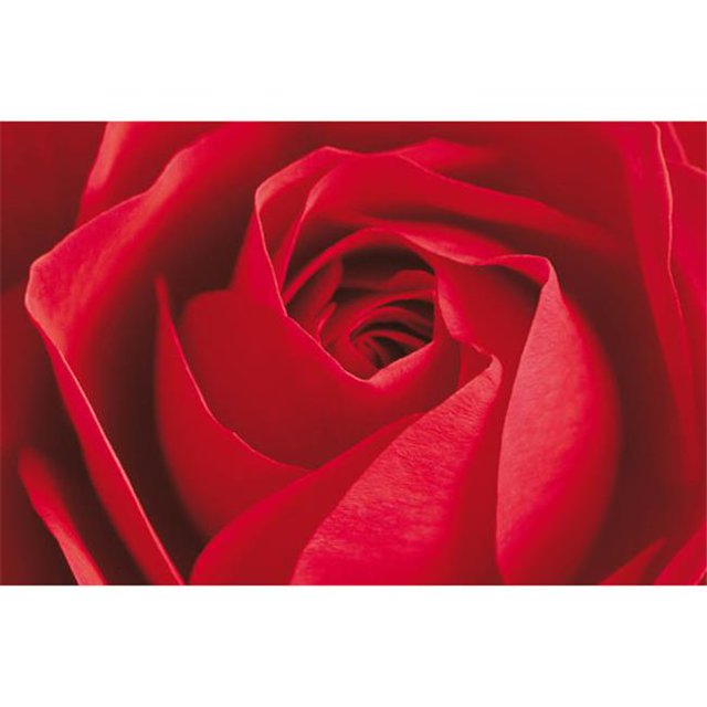 Brewster Home Fashions DM680 Cet Important Mur de la Rose - 45 Po